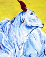 Zebu