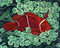 Red Coralfisch