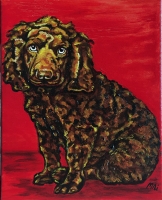 American Water Spaniel