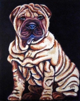 Shar Pei