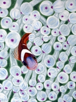 Clownfisch